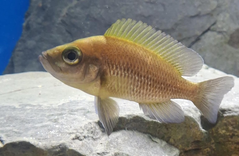 Neolamprologus toae 'Cape Tembwe'